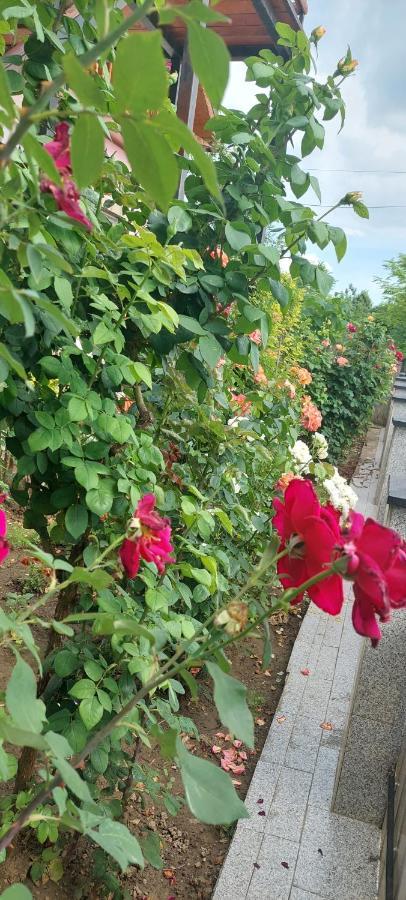 Pensiunea Happy Flowers Greci Zewnętrze zdjęcie